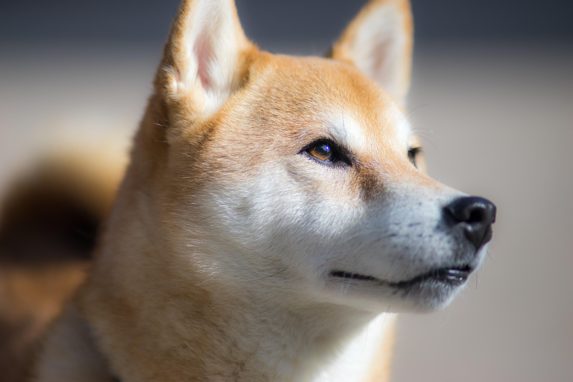 Akita